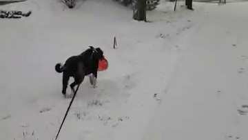 Going for Walk in Snowstorm